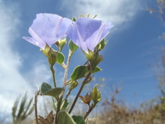 Jacquemontia abutiloides