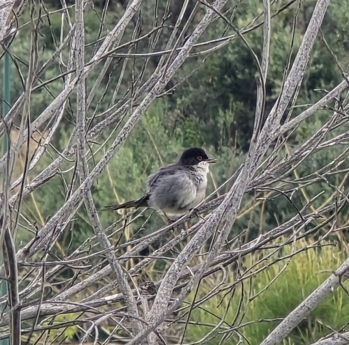 Avistamiento Curruca cabecinegra