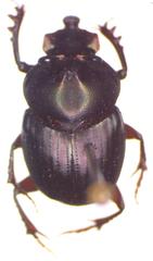 Onthophagus viridivinosus