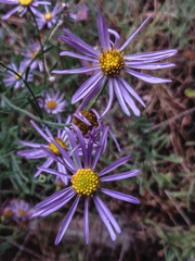 Erigeron breweri breweri