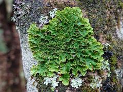 Podostictina pickeringii