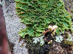 Podostictina pickeringii