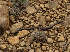 Drysdalia coronoides