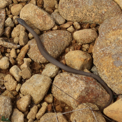 Drysdalia coronoides