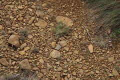 Drysdalia coronoides
