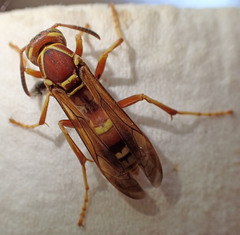 Polistes dorsalis californicus