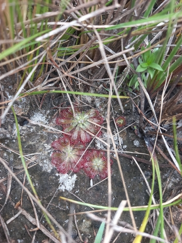 Drosera spirocalyx Rivadavia & Gonella