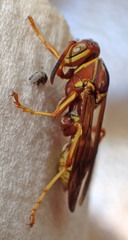 Polistes dorsalis californicus