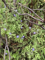 Nemophila pulchella