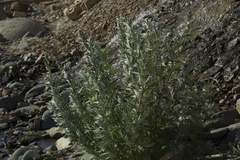 Artemisia leucophylla