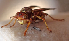 Polistes dorsalis californicus
