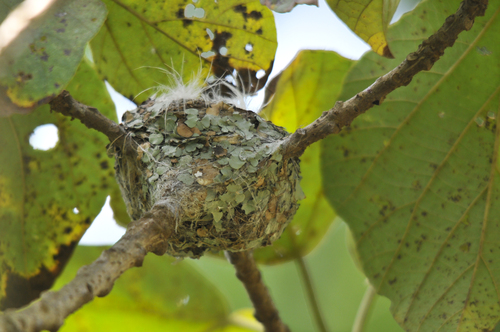 iNaturalist image