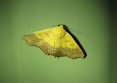 Xanthanomis fuscifrons