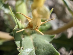 Mentzelia tricuspis