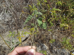 Jacquemontia abutiloides