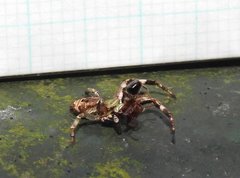 Strigoplus guizhouensis