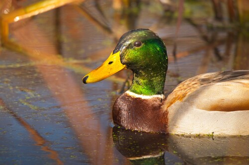 Mallard photographed in Michigan