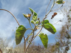 Jacquemontia abutiloides
