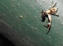 Strigoplus guizhouensis