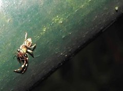 Strigoplus guizhouensis