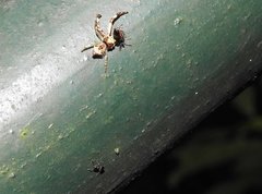 Strigoplus guizhouensis