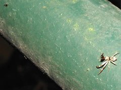 Strigoplus guizhouensis