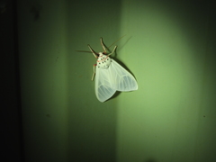 Amerila rubripes