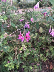 Angiospermae
