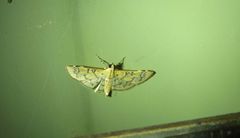 Cotachena hicana