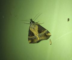 Dichromia quinqualis