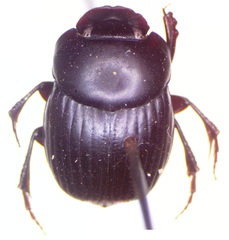 Canthidium centrale