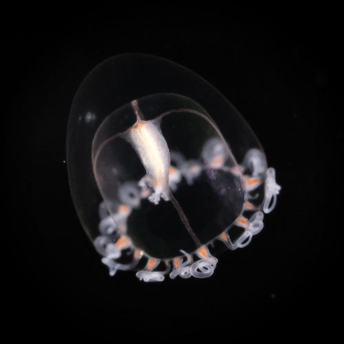 Podocoryna borealis