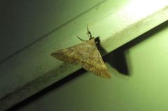 Hypospila dochmotoma
