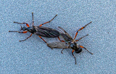 Bibio xanthopus