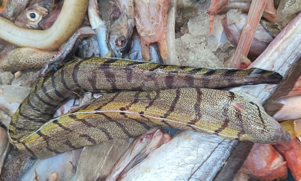 Y-Bar Moray