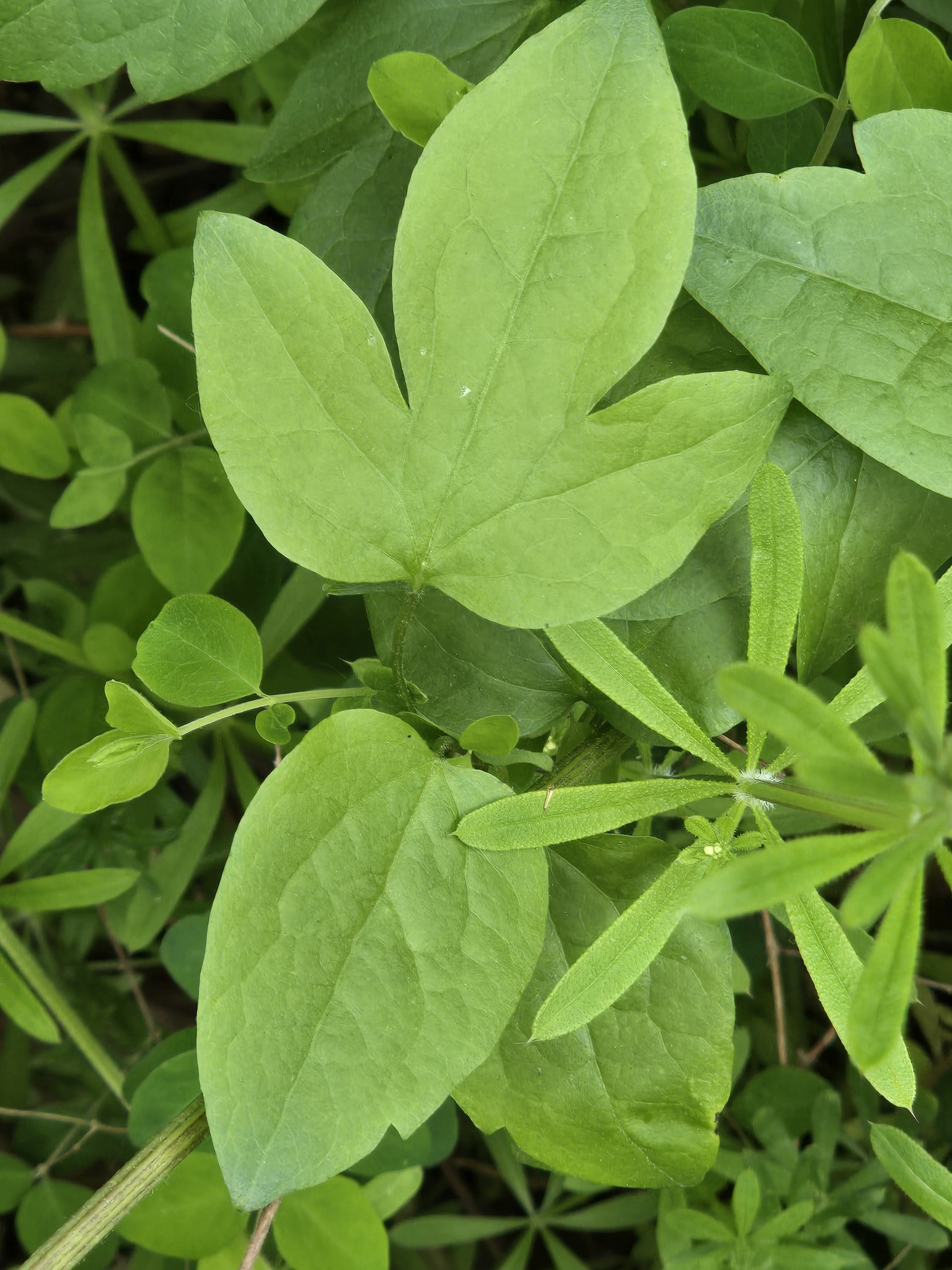 Beispielbild: Italienische Waldrebe (Clematis viticella)