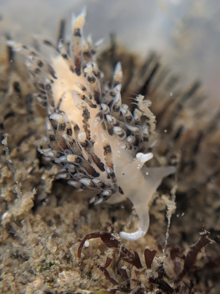 orange-blotch aeolis
