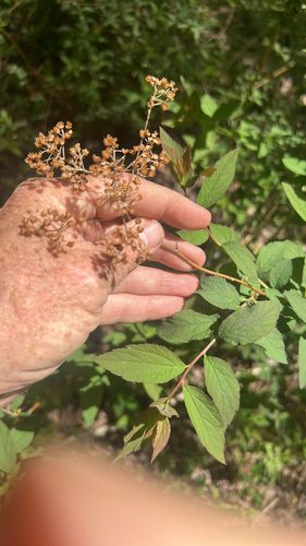 Spiraea japonica