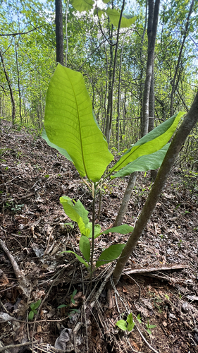 Big-leaf magnolia