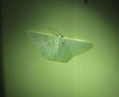 Thalassodes dorsilinea