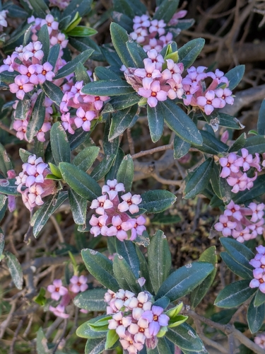Daphne sericea, photograph 3