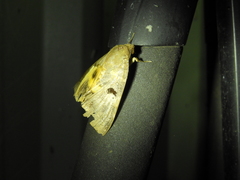 Thyas coronata