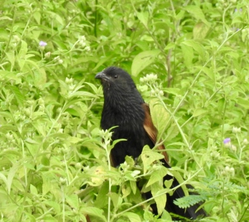 Centropus bengalensis