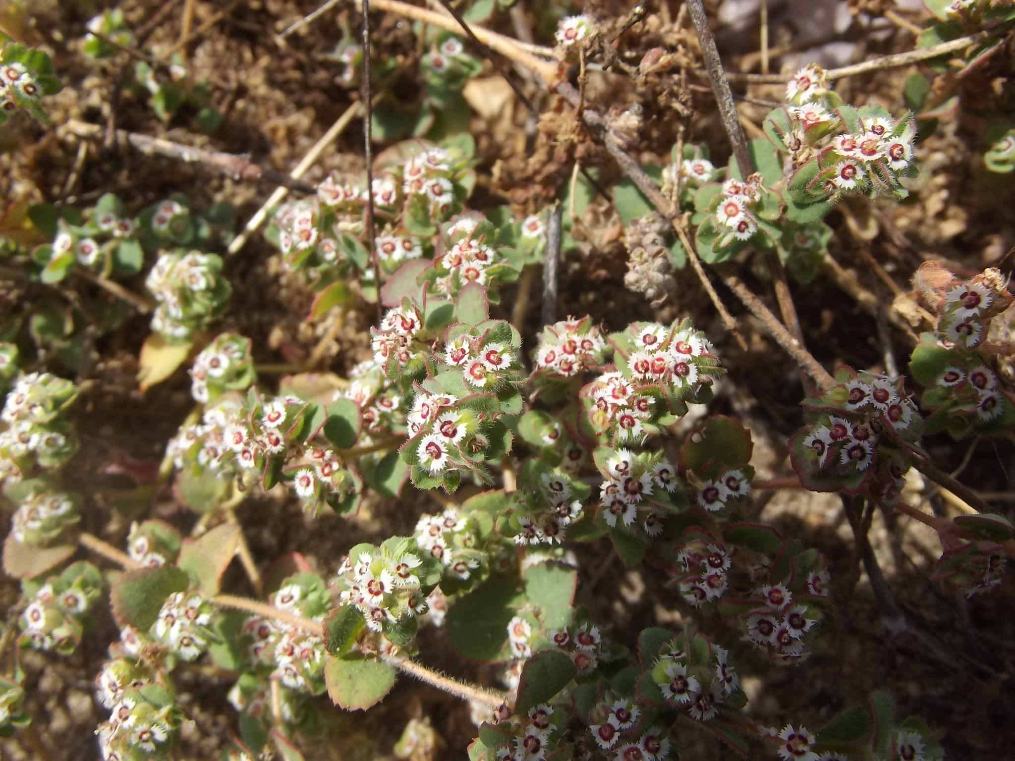 Euphorbia dentosa