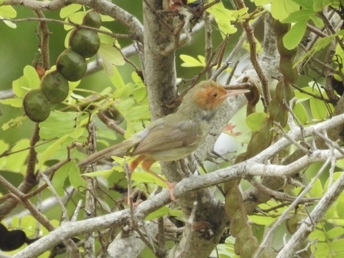 Orthotomus sepium