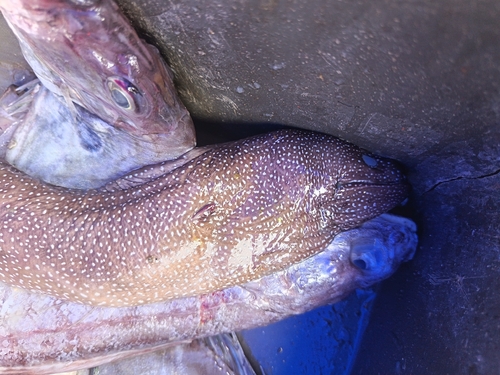 Verwaarloosde murene (Gymnothorax neglectus) — Muraenidae — 3