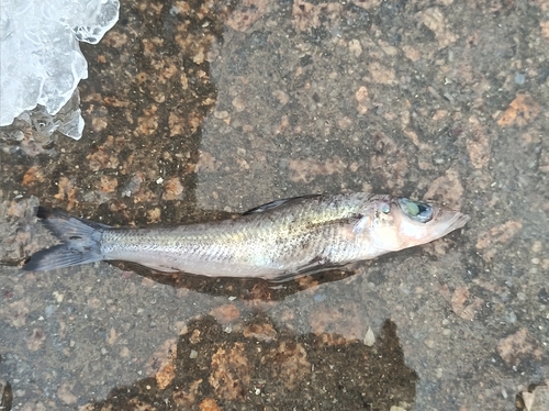Blackedge greeneye (Chlorophthalmus nigromarginatus) — Chlorophthalmidae