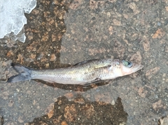 Blackedge Greeneye photo 1