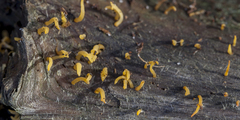 Calocera guepinioides
