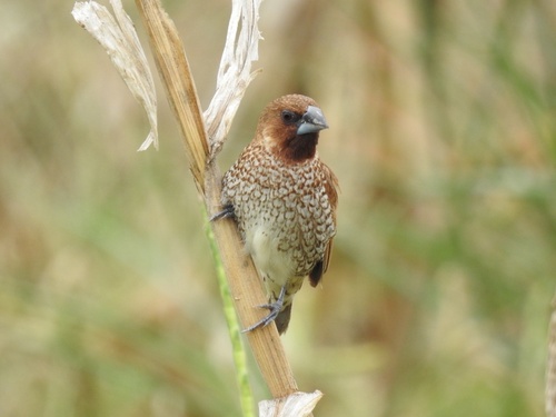 Lonchura punctulata